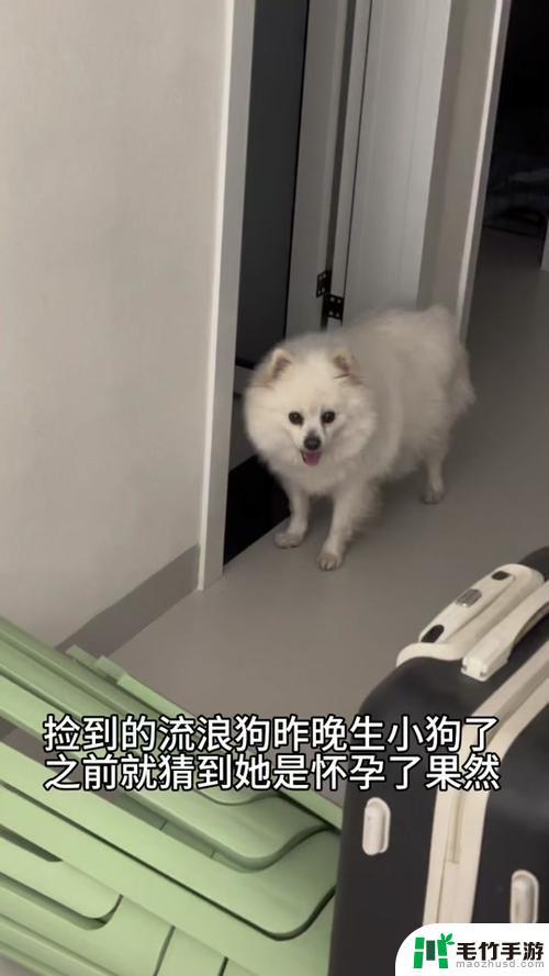 晴天小狗怎么怀孕后多久不接生会流产